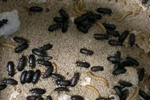 二,面包虫变成甲虫后多长时间产卵1,面包虫变成甲虫之后,通常经过5-6