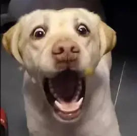 狗子没接到食物,直接从嘴巴飞过,下一秒表情笑喷了.