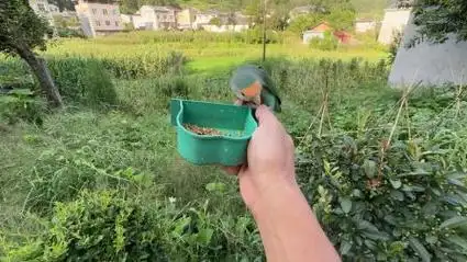 养了一只像狗皮膏药一样的鸟是什么体验