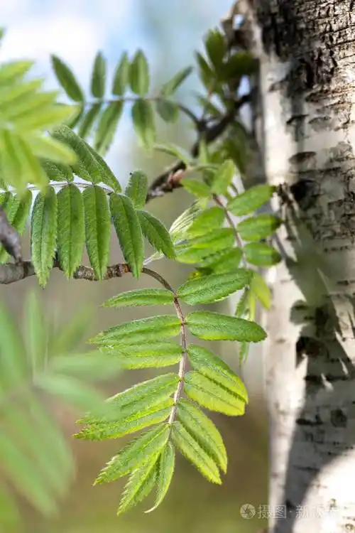 阳光明媚的日桦树叶照片-正版商用图片0zasdd-摄图新视界