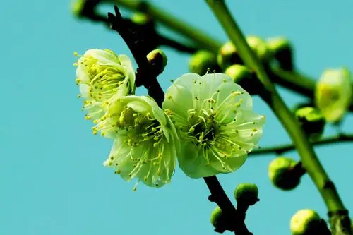 《梅花赞》---2018年梅花拍摄记录.严焕文摄影