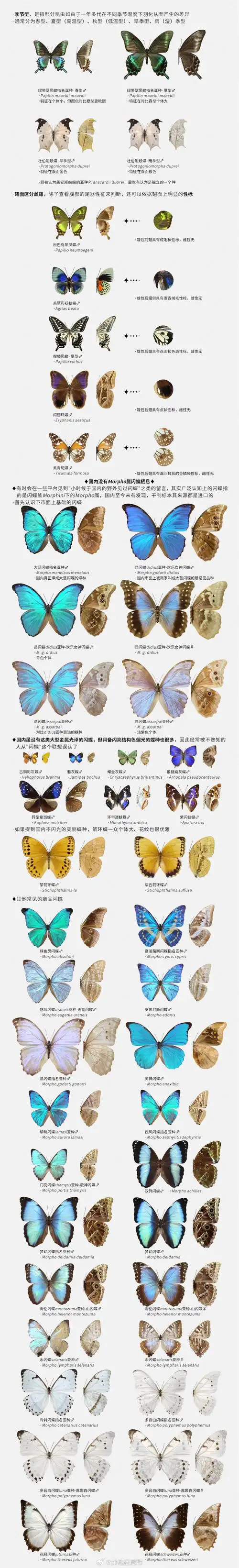 绘画##绘画参考##蝴蝶