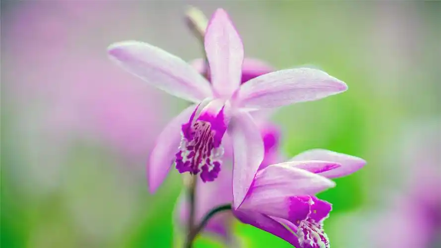 唯美鲜花高清摄影桌面壁纸