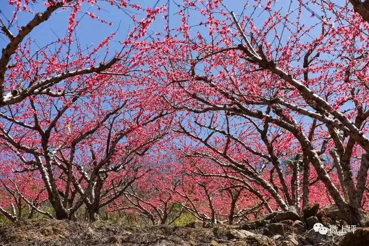 还好,有这——请看《十里桃花,万亩桃园》全景航拍图片.