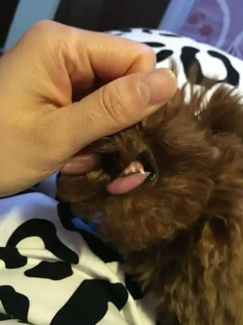 大家帮我看看这只狗狗的牙齿到底多大,说四个月了