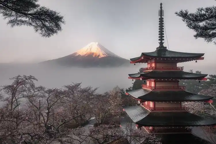 新仓浅间神社的富士山五重塔樱花林_风景_poco摄影,日本风情,风光