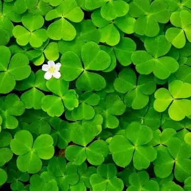 微信头像1 猫咪扮演的招财猫招财猫是东方文化中常见的带来好运和财富