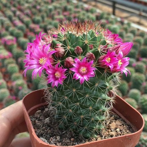 仙人球带花苞多肉植物带盆阳台庭院盆栽室内办公室绿植绯花玉 红花锦