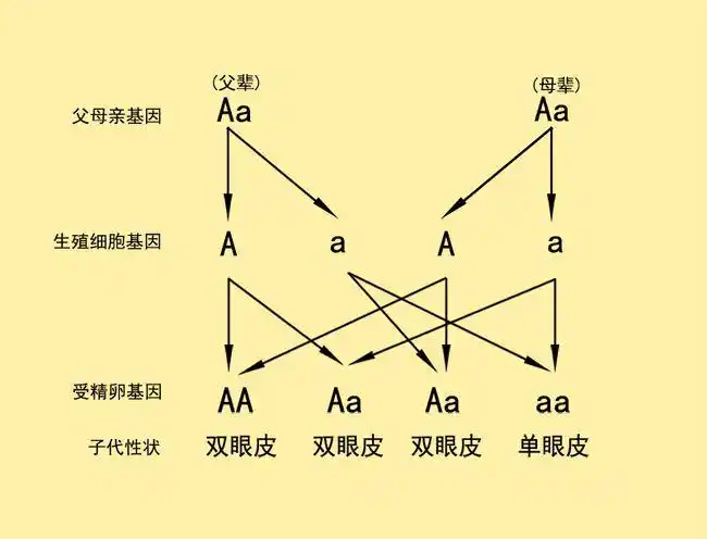 单眼皮和双眼皮是遗传学上的一对相对性状,其中双眼皮由显性基因(a)