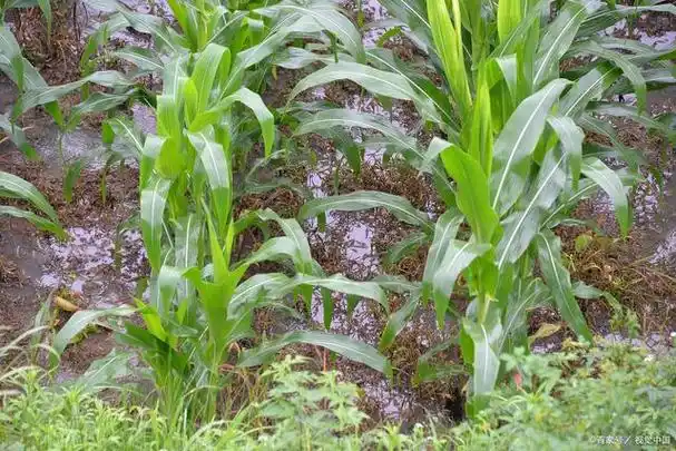 玉米苗期发红发紫,啥原因?