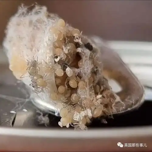 (蜘蛛卵)"太甜了!