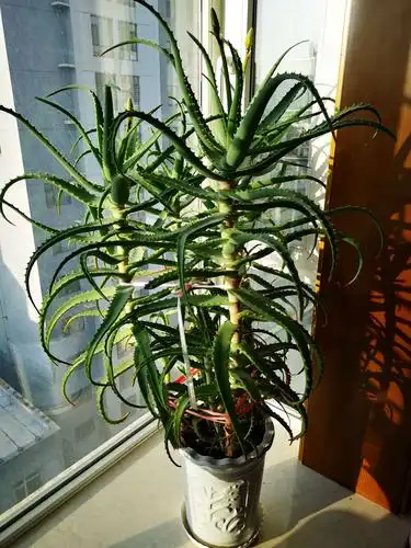 我家的芦荟开花了,你家的开了吗?