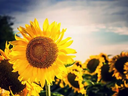 向日葵,花海,明媚,唯美,意境,文艺向日葵壁纸图片