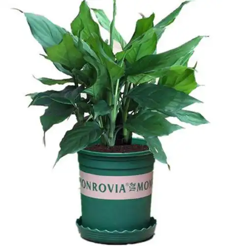 万年青盆栽绿植室内客厅植物好养净化空气四季常青