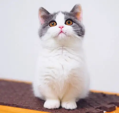 蓝猫活体英短纯种猫蓝白英国短毛猫猫咪猫幼崽品种小猫渐层宠物猫