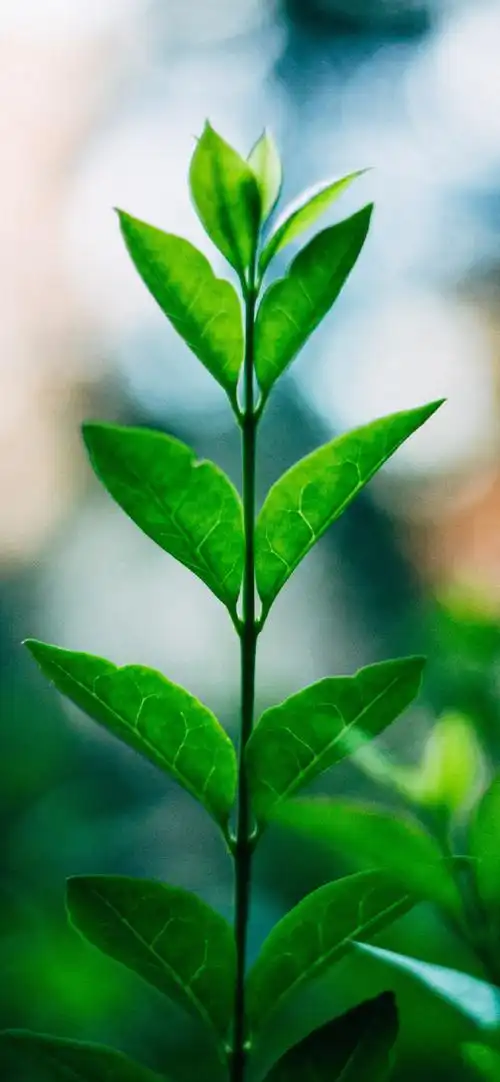 手机壁纸##高清壁纸