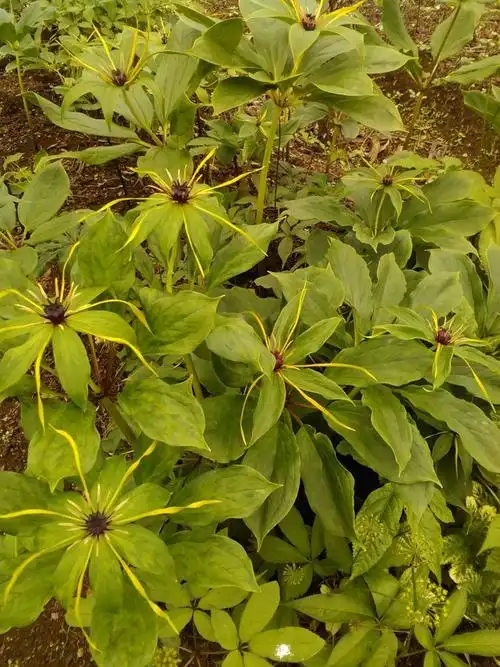 中草药重楼求购