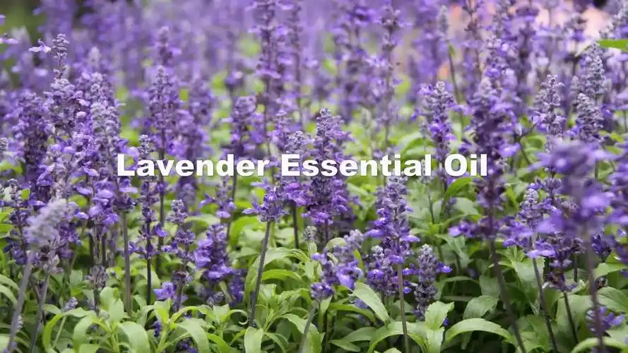 2019 100% pure natural organic lavender essential oil