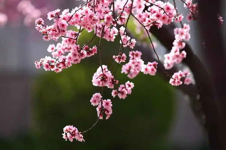 【套图】红叶美人梅-蜂鸟网