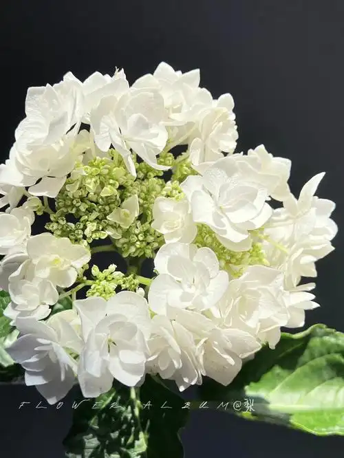 早起一分钟|白色可可·绣球