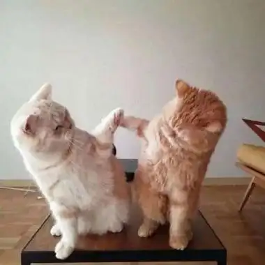 逗比一对猫搞笑带文字微信头像女猪八戒霸气头像 搞笑搞笑头像 沙雕