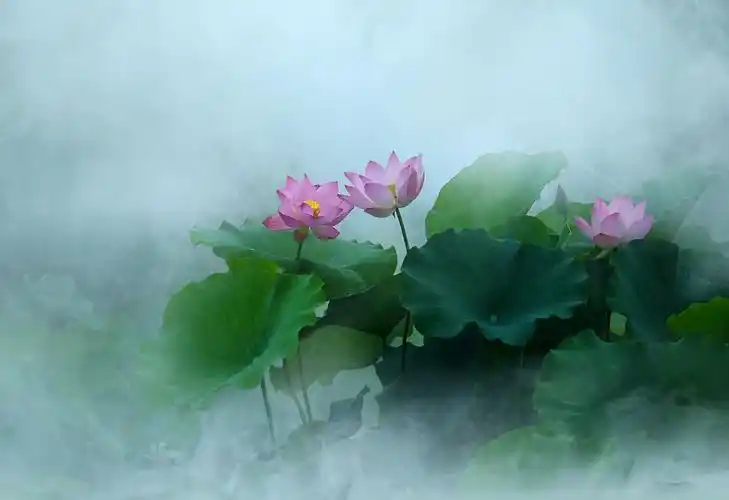 素衣对舞书清韵,碧帐竞开绘婵娟. 残池斜影一枝莲, 半世风雨已衰颜.