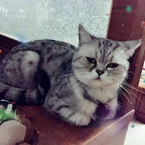 我家美短和加菲生的二丫又发情了,又九堡附