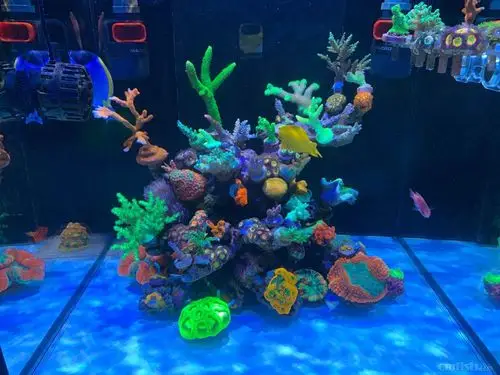 小缸扁虫无药处理亲测