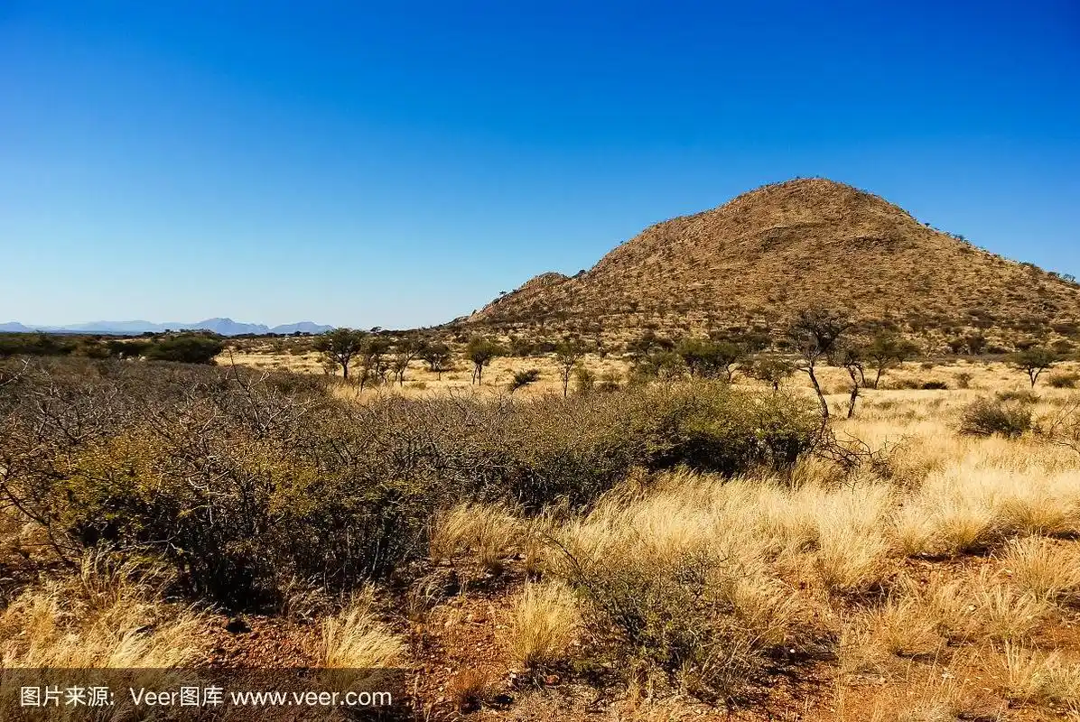干旱的草原景观与灌木丛,干草,金合欢骆驼刺树和一个小山在纳米比亚