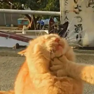 沙雕猫猫情侣头像高清超萌的沙雕可爱猫咪情头图片