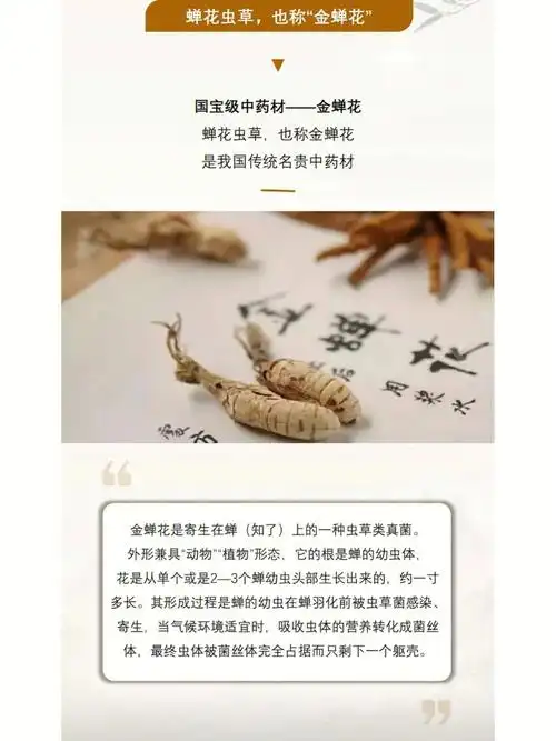 国宝虫草金蝉花