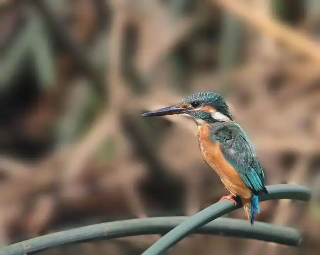 翠鸟图片 鸟类,翠鸟, _ 图片网