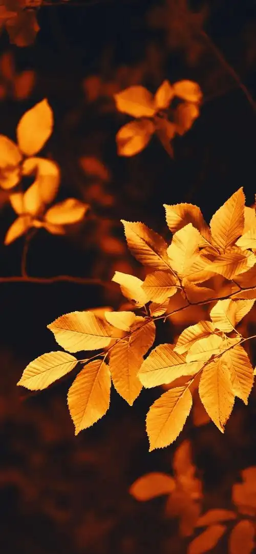 全面屏壁纸高清秋天唯美意境图