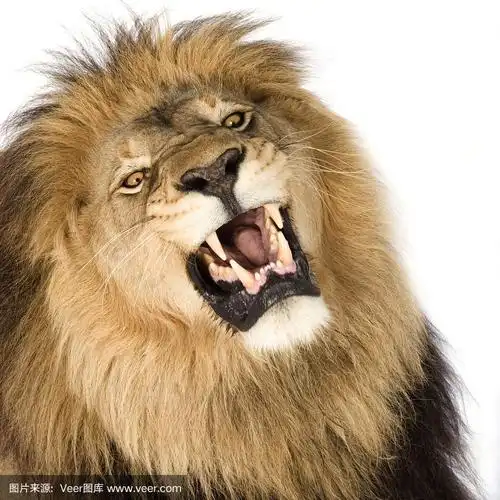 狮子,尖牙,野生猫科动物,机敏,侧面像