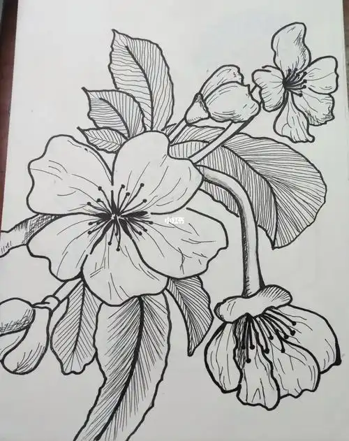 黑白线条画桃花