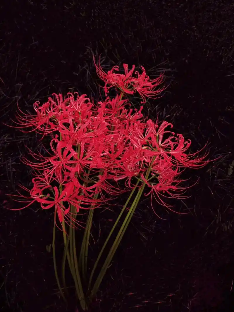 忘川河畔,彼岸花开,那一朵曼殊沙华的妖,红的太寂廖#曼殊沙华 - 抖音