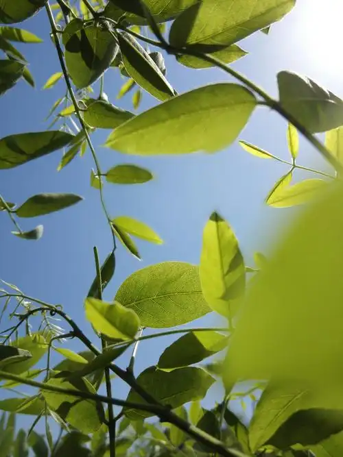 蓝天,绿叶,脉络,好春!