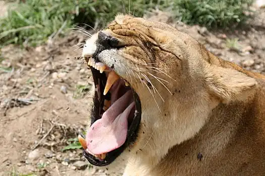 动物吼叫图片_动物吼叫图片大全_动物吼叫图片素材