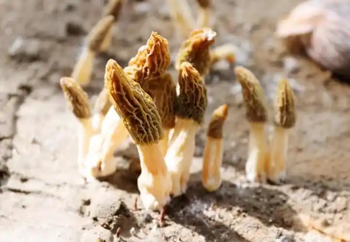 特色羊肚菌再添增收路