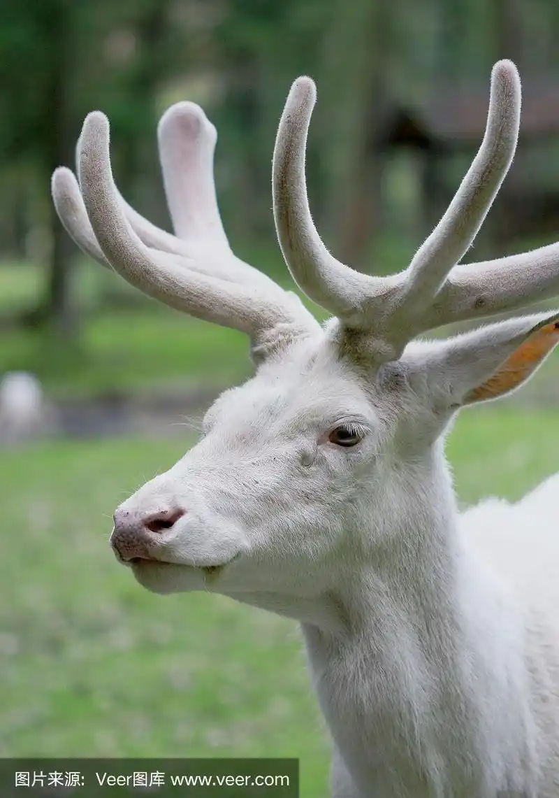 肖像,雄性动物,白色,马鹿,特写