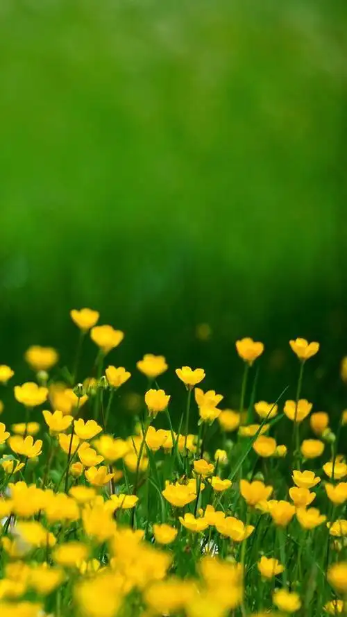 来一波"舒适养眼"的绿色养眼的壁纸,让你放松下吧～,绿色养眼的壁纸