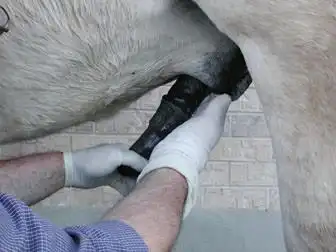 情人节到了,如何给母马选择优秀的种公马?