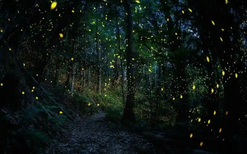 萤火虫,树木,森林,唯美,自然风景,壁纸仲夏之夜的精灵萤火虫