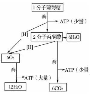 (1)有氧呼吸的全过程分为________个阶段.
