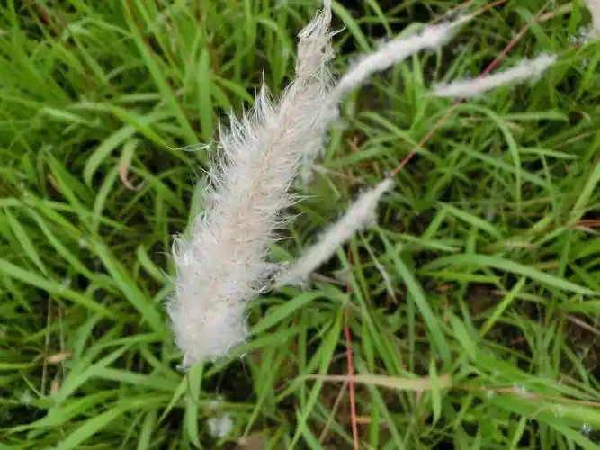 丝茅花海里的歌声,快乐的舞着.