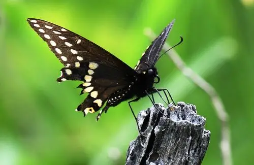 停驻在木桩上的黑凤蝶