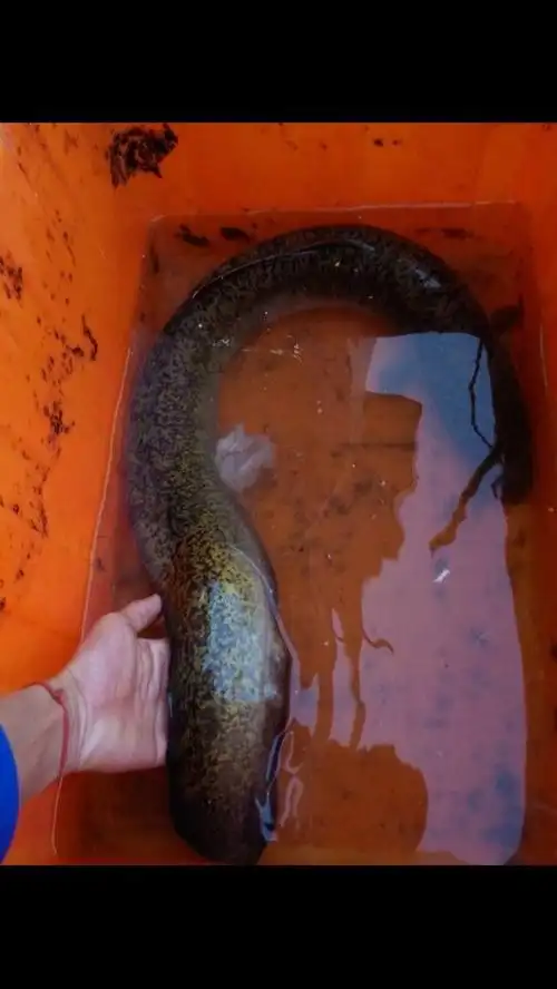 采纳数:18977获赞数:94344lv18 擅长:美食/烹饪  展开全部 花鳗鲡