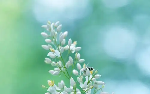 小清新植物南天竹高清桌面壁纸