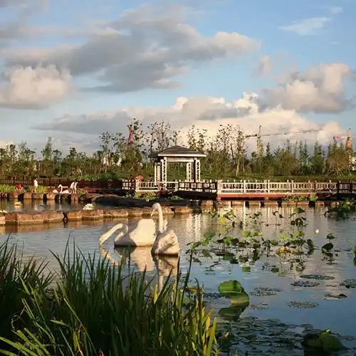 盐城阜宁白天鹅公园