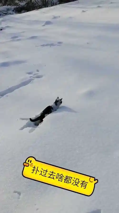 这小猫咪是不是发现了什么为什么扑过去